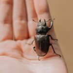 a beginner guide bug fixing